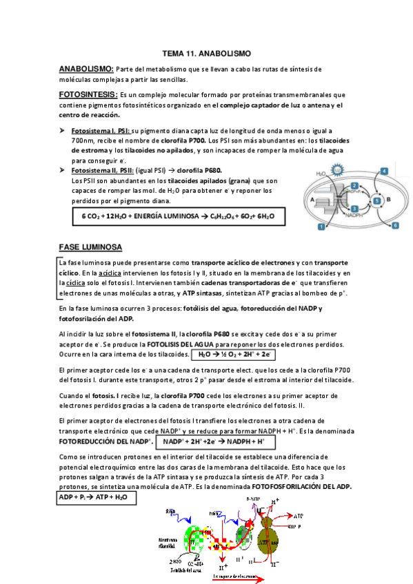 Miniatura del documento TEMA-11.-ANABOLISMO.pdf