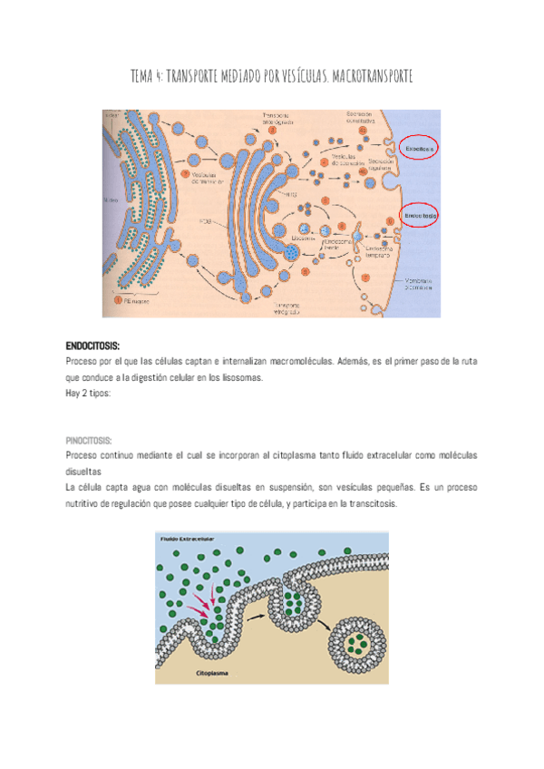 Miniatura del documento TEMA-4-TRANSPORTE-MEDIADO-POR-VESICULAS.pdf