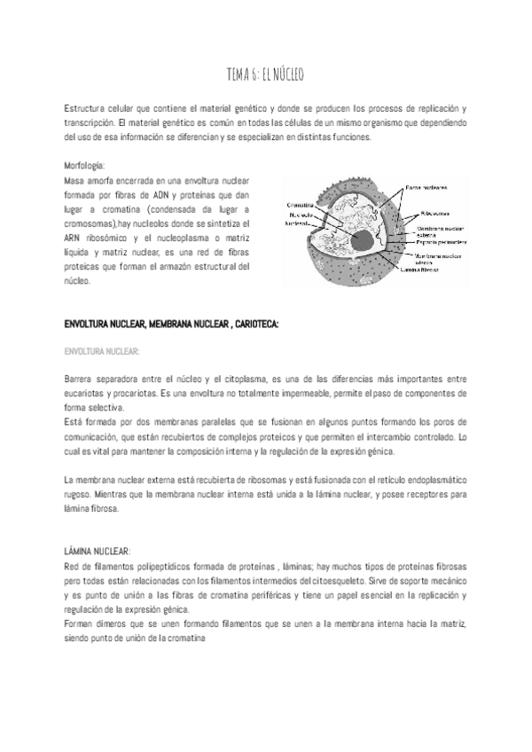 Miniatura del documento TEMA-6-EL-NUCLEO.pdf
