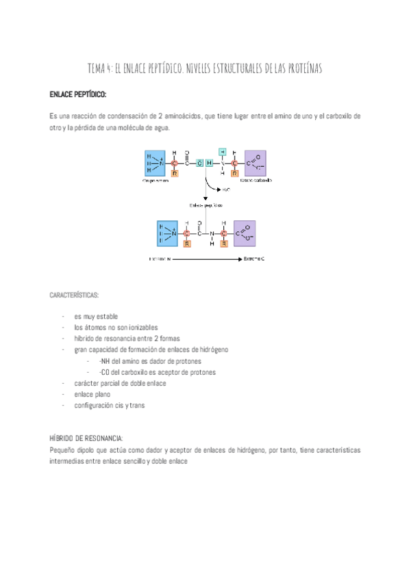 Miniatura del documento TEMA-4-EL-ENLACE-PEPTIDICO.pdf