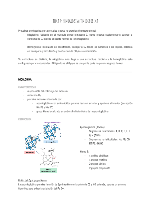 Miniatura del documento TEMA-7-HEMOGLOBINA-Y-MIOGLOBINA.pdf