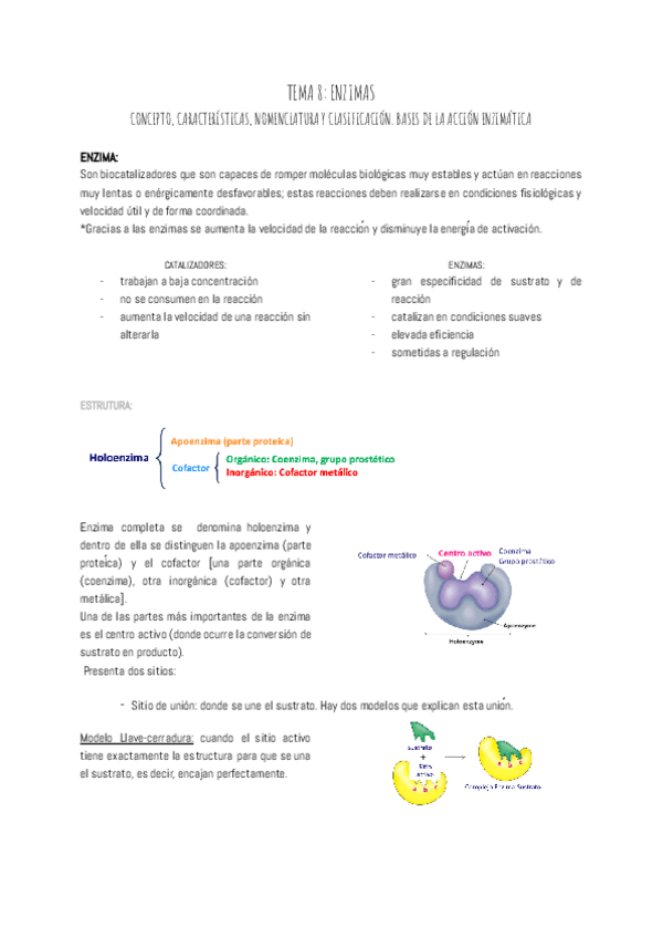 Miniatura del documento TEMA-8-ENZIMAS.pdf