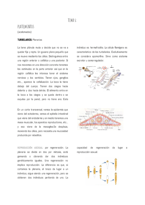 Miniatura del documento TEMA-6-PLATELMINTOS.pdf