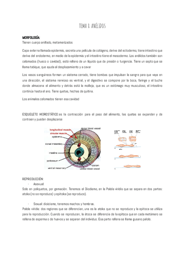 Miniatura del documento TEMA-8-ANELIDOS.pdf