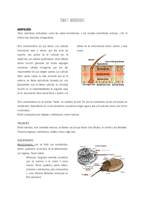 Miniatura del documento TEMA-9-ARTROPODOS.pdf