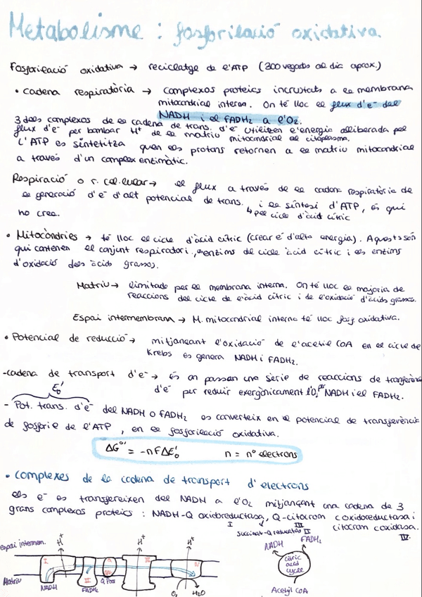 Miniatura del documento Metabolisme.jpg