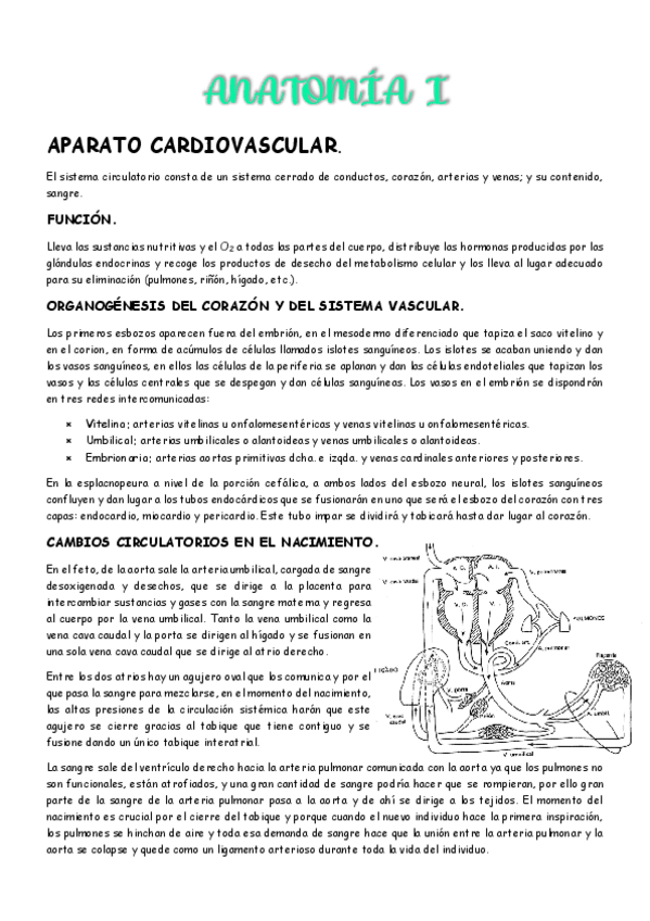 Miniatura del documento 2do-parcial-Anatomia-I.pdf