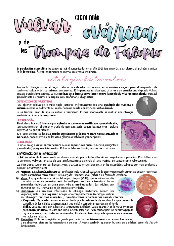 Miniatura del documento 19.-VULVA-TROMPAS-DE-FALOPIO-Y-OVARIOS.pdf