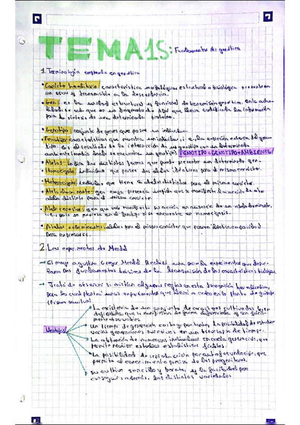 Miniatura del documento TEMA-15Fundamentos-de-genetica.pdf