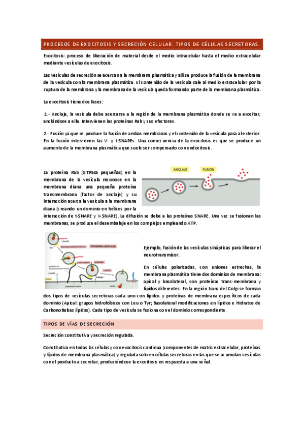 Miniatura del documento BG-C5-Procesos-de-exocitosis-y-secreción-celular.-Tipos-de-células-secretoras..pdf