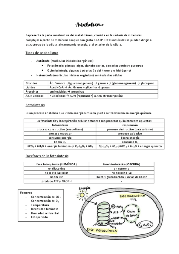 Miniatura del documento anabolismo.pdf