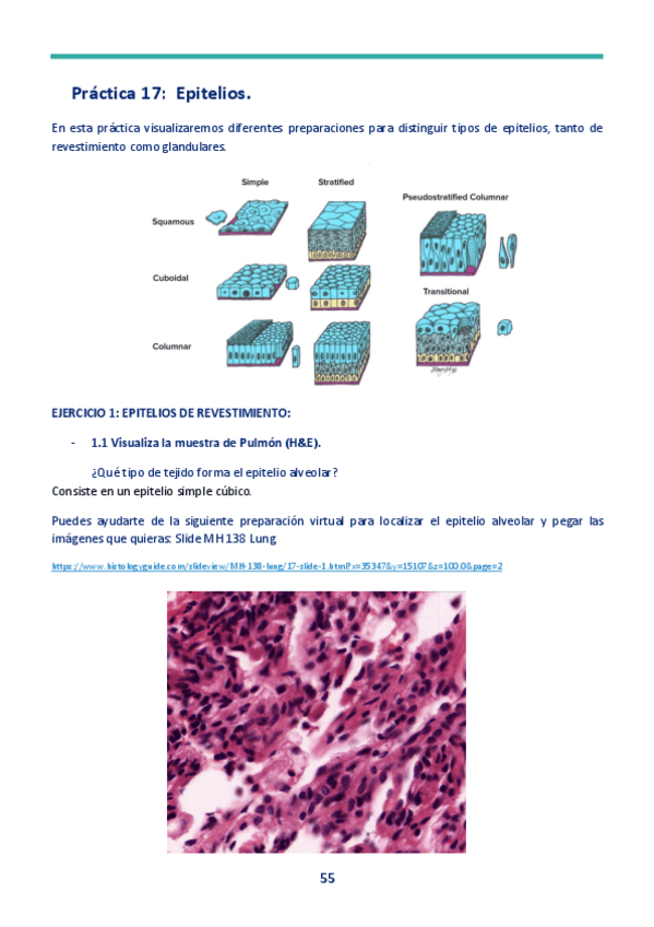 Miniatura del documento Cuaderno-PRACTICAS-nuevo-2023-HISTOLOGIA-17-23.pdf