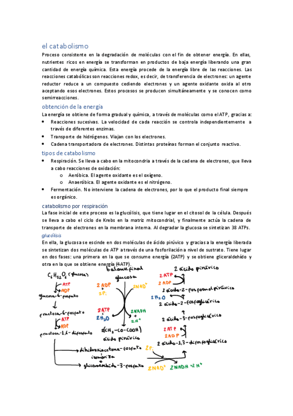Miniatura del documento unidad-10-el-catabolismo.pdf