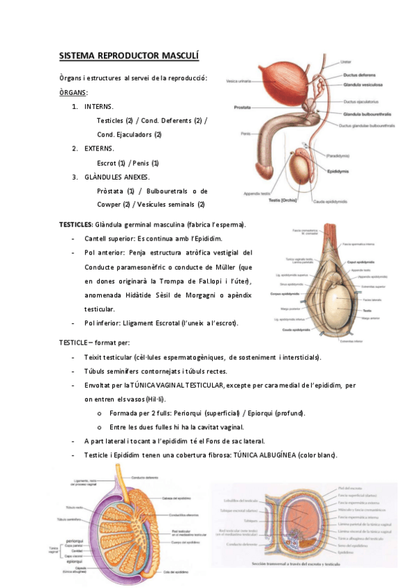 Miniatura del documento reproductor-masculi.pdf