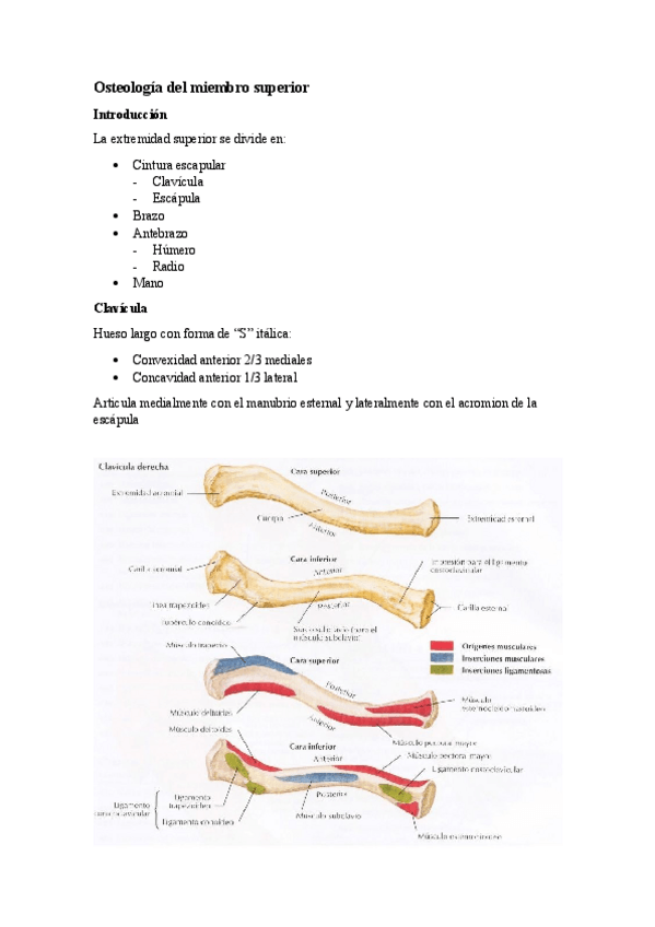 Miniatura del documento 4.1.-Osteologia-del-miembro-superior.pdf