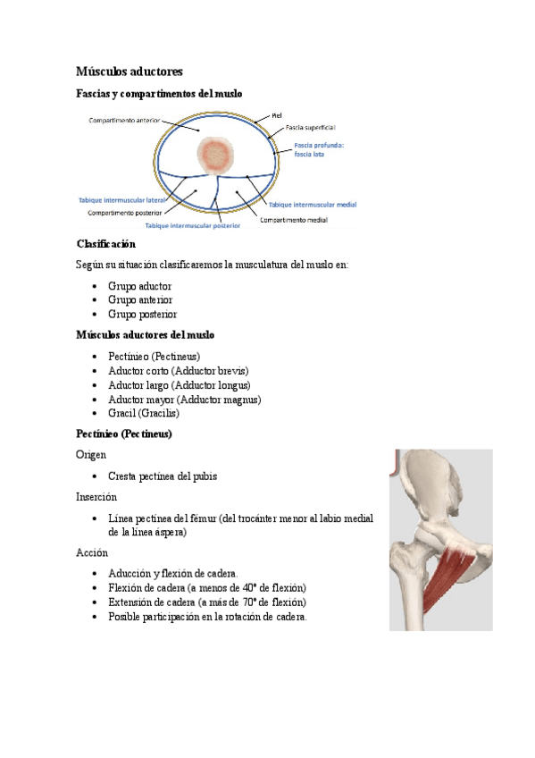 Miniatura del documento 5.3.-Musculos-aductores.pdf