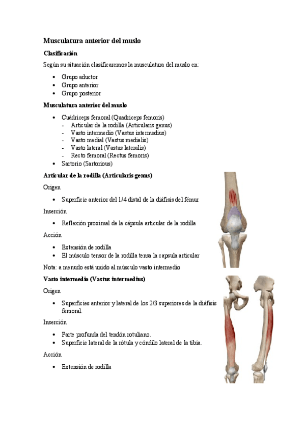 Miniatura del documento 5.4.-Musculatura-anterior-del-muslo.pdf