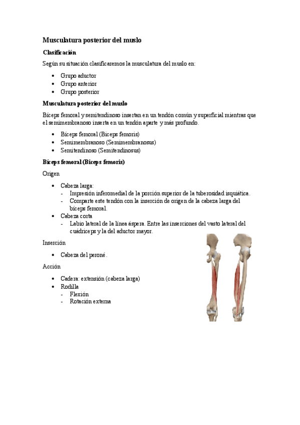 Miniatura del documento 5.5.-Musculatura-posterior-del-muslo.pdf