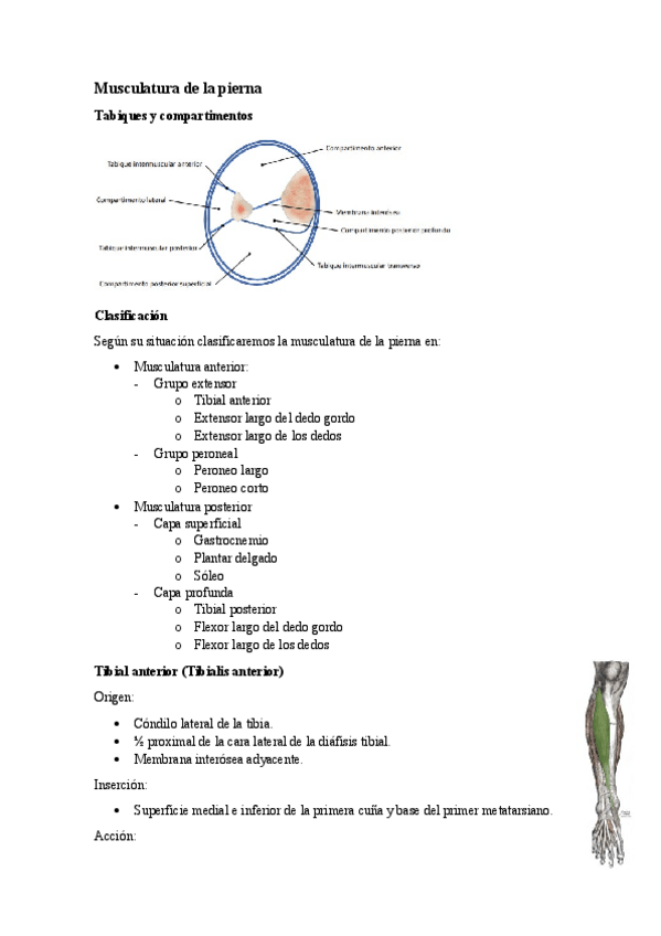 Miniatura del documento 5.6.-Musculatura-de-la-pierna.pdf