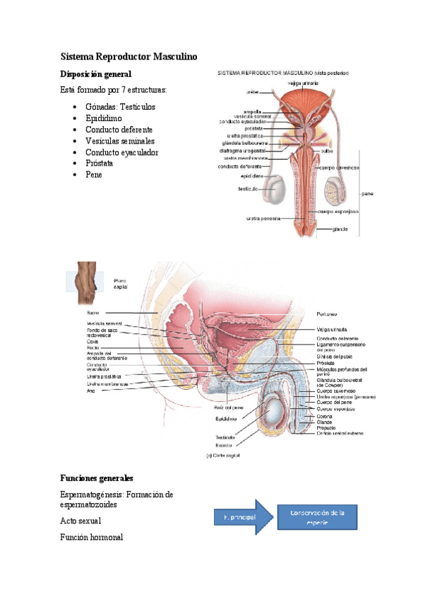 Miniatura del documento 4.7-Sistema-Reproductor-Masculino.pdf