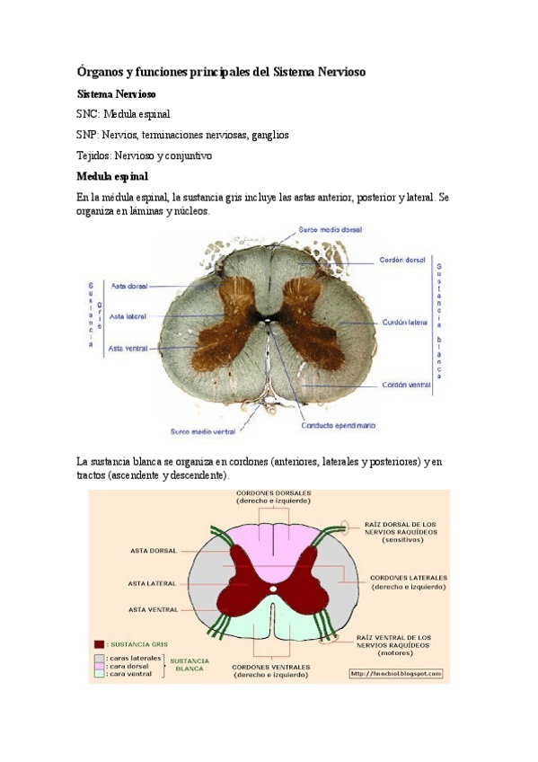 Miniatura del documento 4.9-Sistema-Nervioso.pdf