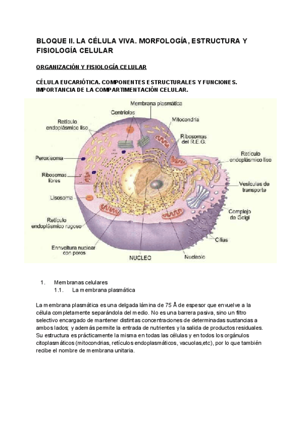 Miniatura del documento 5. CÉLULA EUCARIÓTICA. COMPONENTES ESTRUCTURALES Y FUNCIONES. IMPORTANCIA DE LA COMPARTIMENTACIÓN CELULAR..pdf