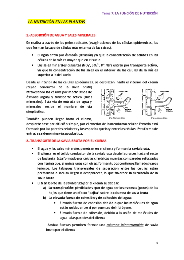Miniatura del documento APUNTES-NUTRICION-PLANTAS.pdf