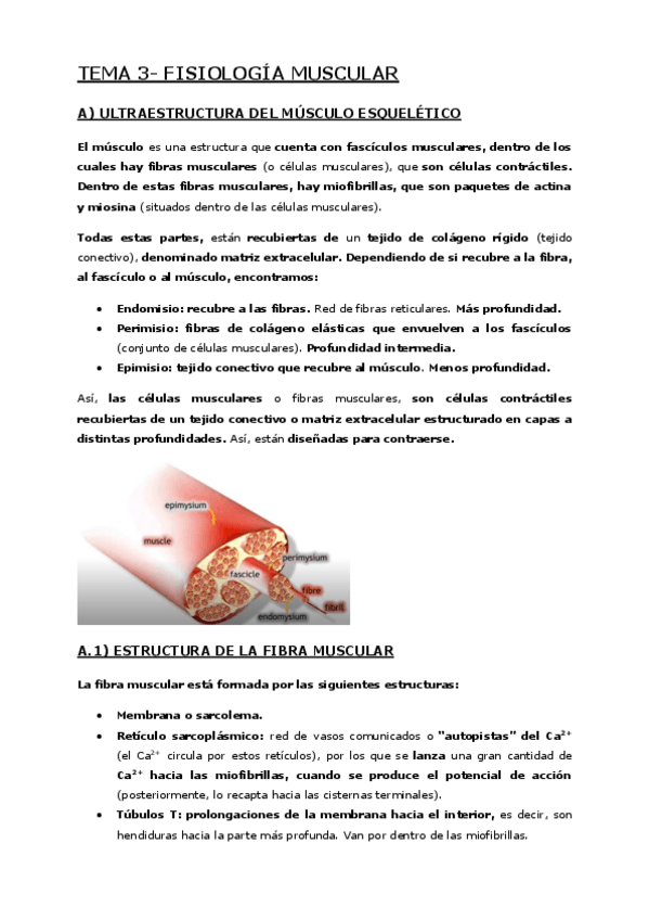 Miniatura del documento Tema-3-Fisiologia-muscular.pdf