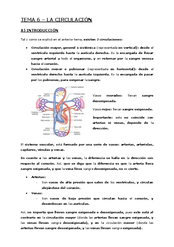 Miniatura del documento Tema-6-La-circulacion.pdf