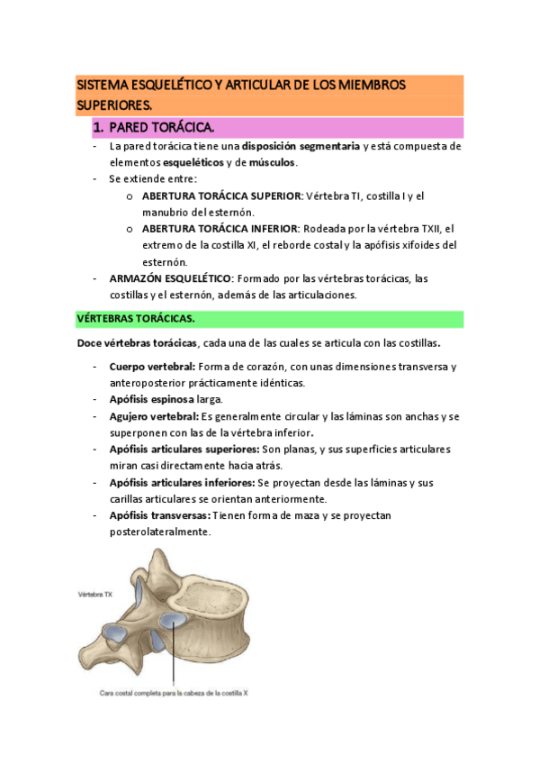 Miniatura del documento SISTEMA-MUSCULOESQUELETICO-Y-ARTICULAR-DE-LOS-MIEMBROS-SUPERIORES.pdf