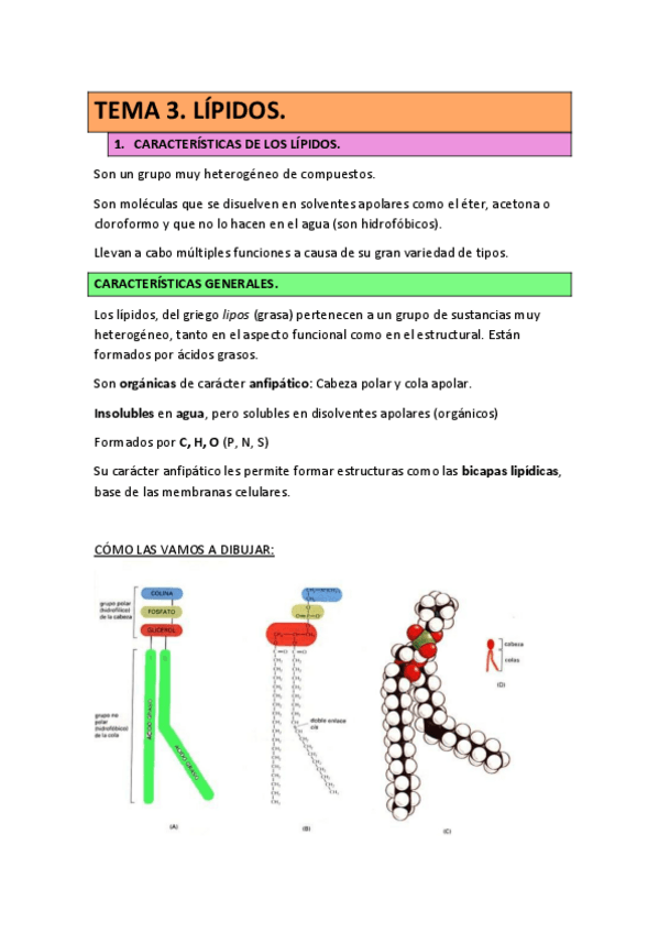 Miniatura del documento TEMA-3-BIOQUIMICA-LIPIDOS-22-23.pdf