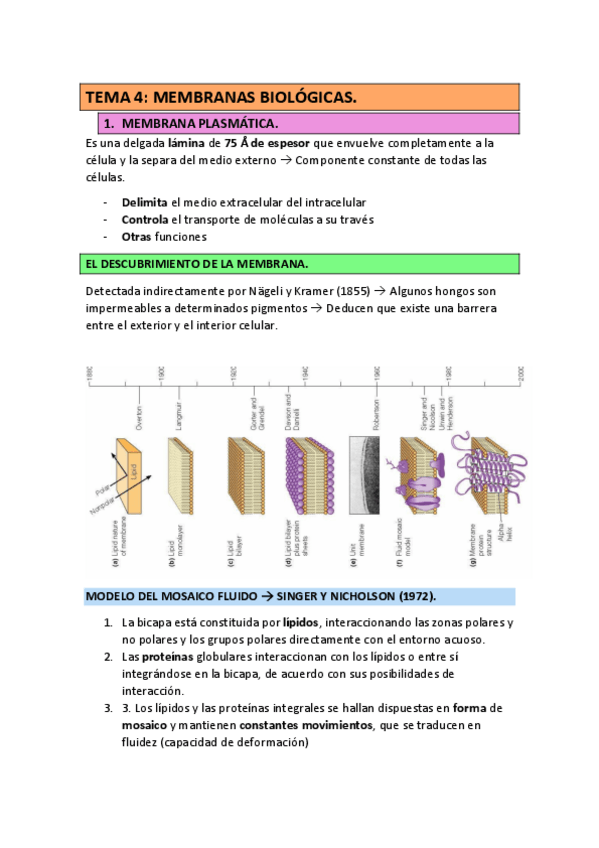 Miniatura del documento TEMA-4-BIOQUIMICA-MEMBRANAS-BIOLOGICAS-22-23.pdf
