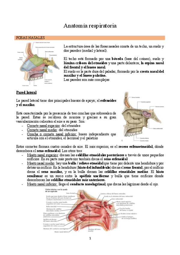 Miniatura del documento Anatomia-respiratorio completo.pdf