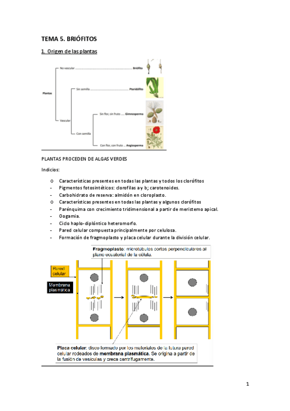 Miniatura del documento Tema-5.-Briofitos.pdf