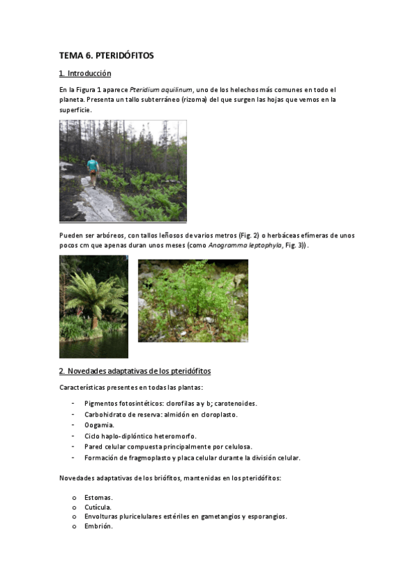 Miniatura del documento Tema-6.-Pteridofitos.pdf