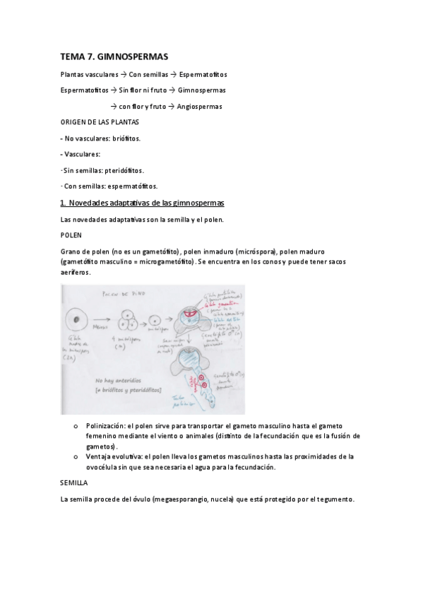Miniatura del documento Tema-7.-Gimnospermas.pdf