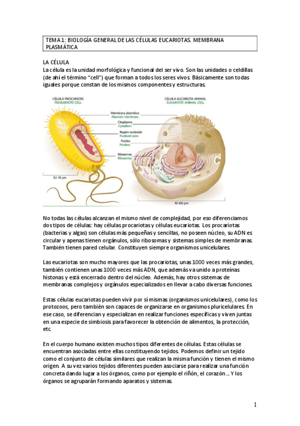 Miniatura del documento T1 T2 Y T3-BIOLOGIA.pdf