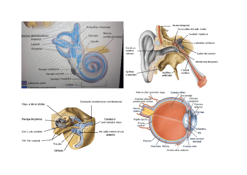 Miniatura del documento Laminas-examenes.pdf