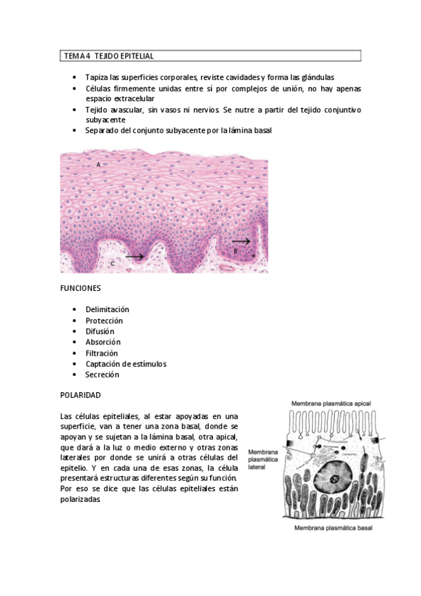 Miniatura del documento PRIMER-PARCIAL-BIOLOGIA-TEMAS del 4 al 10.pdf
