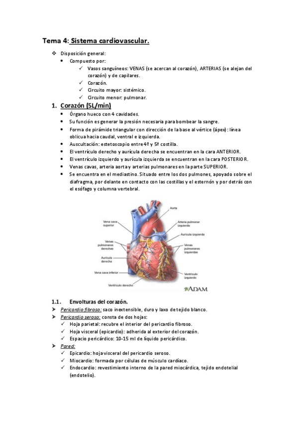 Miniatura del documento TEMARIO-ANATOMIA-2o-PARCIAL-COMPLETO.pdf