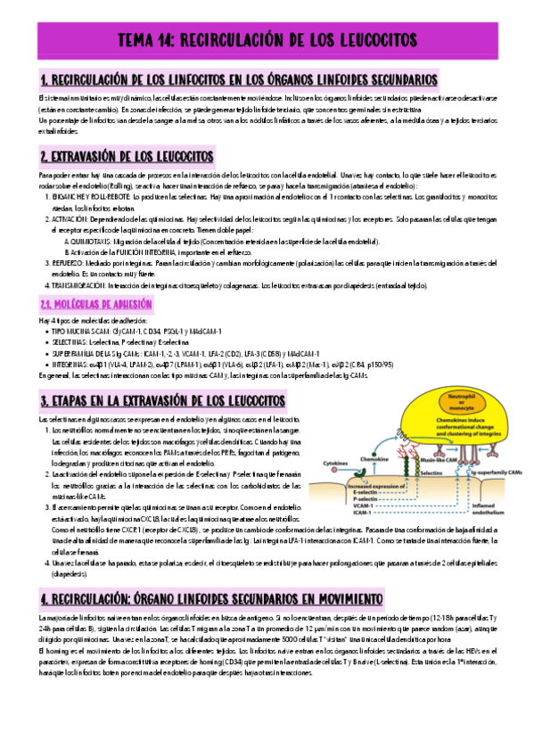 Miniatura del documento TEMA-14-RECIRCULACION-DE-LOS-LEUCOCITOS.pdf