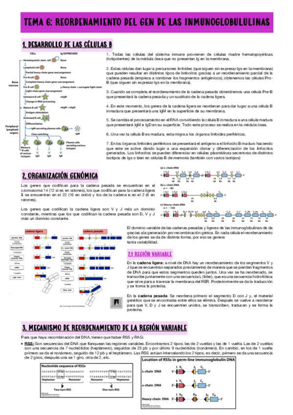 Miniatura del documento TEMA-6-REORDENAMINETO-DEL-GEN-DE-LAS-INMUNOGLOBULINAS.pdf