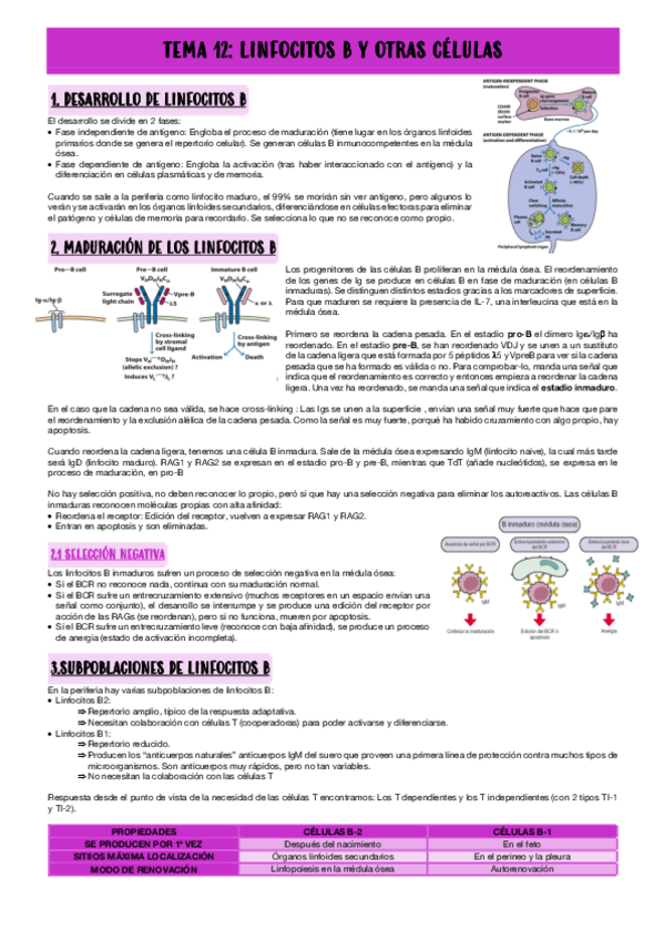 Miniatura del documento TEMA-12-LINFOCITOS-B-Y-OTRAS-CELULAS.pdf