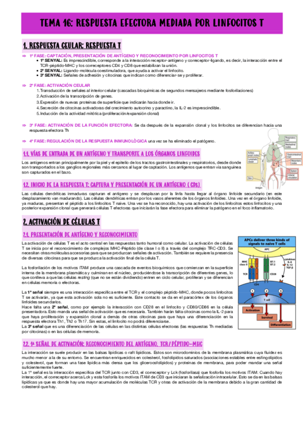 Miniatura del documento TEMA-16-RESPUESTA-EFECTORA-MEDIADA-POR-LINFOCITOS.pdf