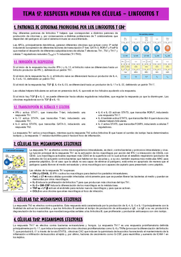 Miniatura del documento TEMA-17-RESPUESTA-MEDIADA-POR-CELULAS-LINFOCITOS-T.pdf