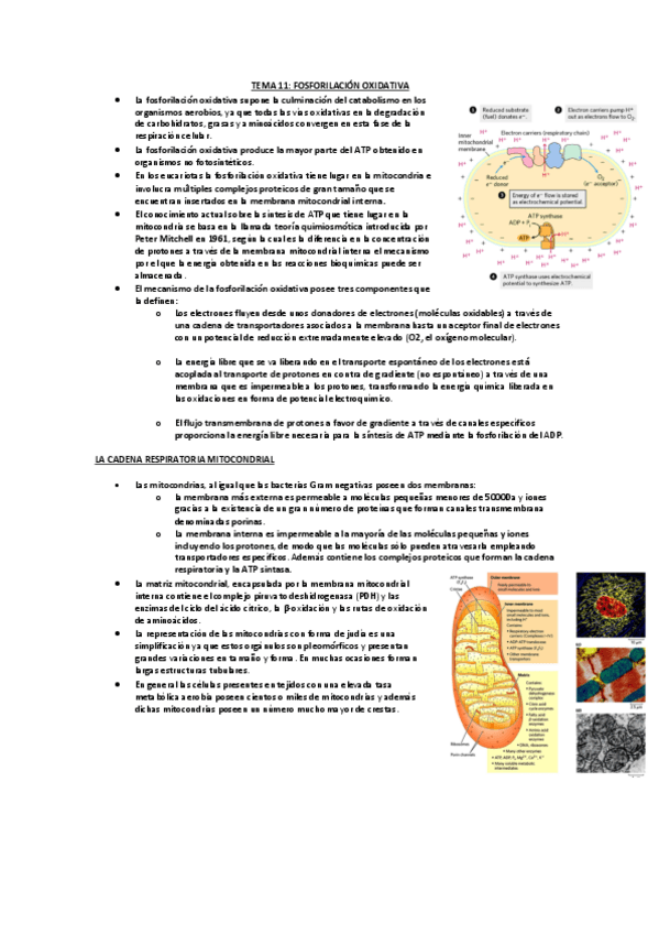 Miniatura del documento TEMA-11-FOSFORILACION-OXIDATIVA.pdf