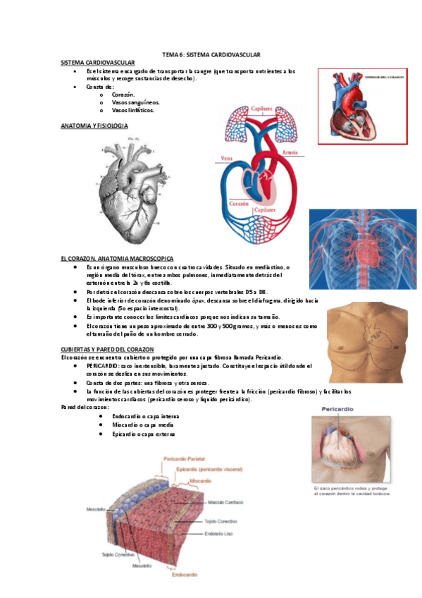 Miniatura del documento TEMA-6-FISIOLOGIA.pdf