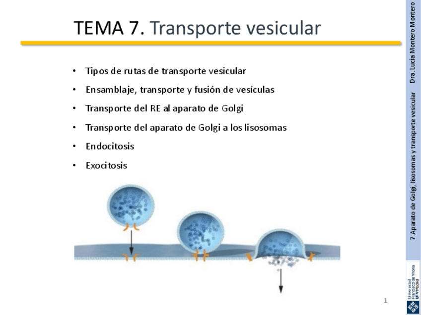 Miniatura del documento tema-7.-transporte-vesicular.pdf