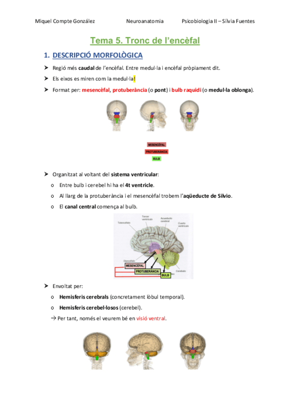 Miniatura del documento TEMA 5. Tronc de l'encèfal.pdf