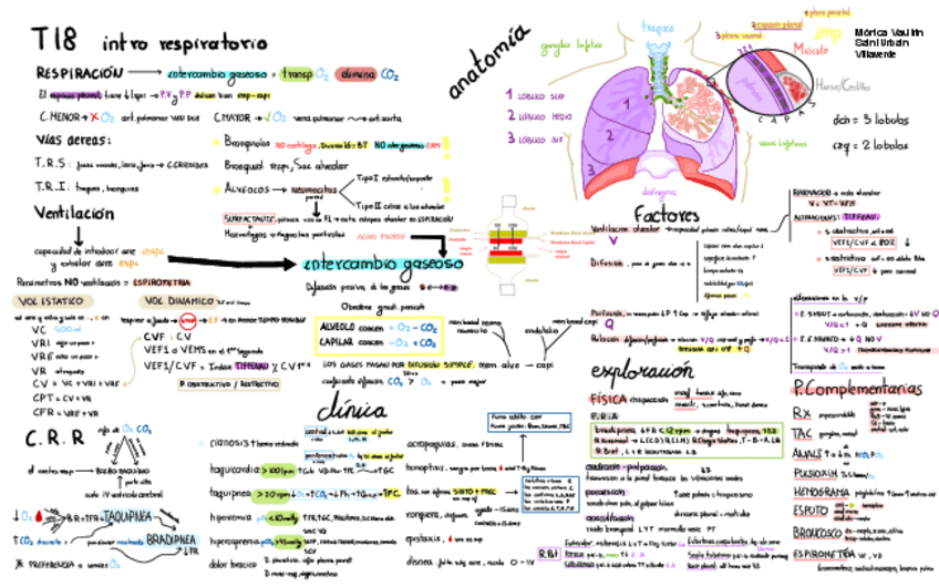 Miniatura del documento esquemas-a-cara-vista-medica-1er-Cuatri.pdf